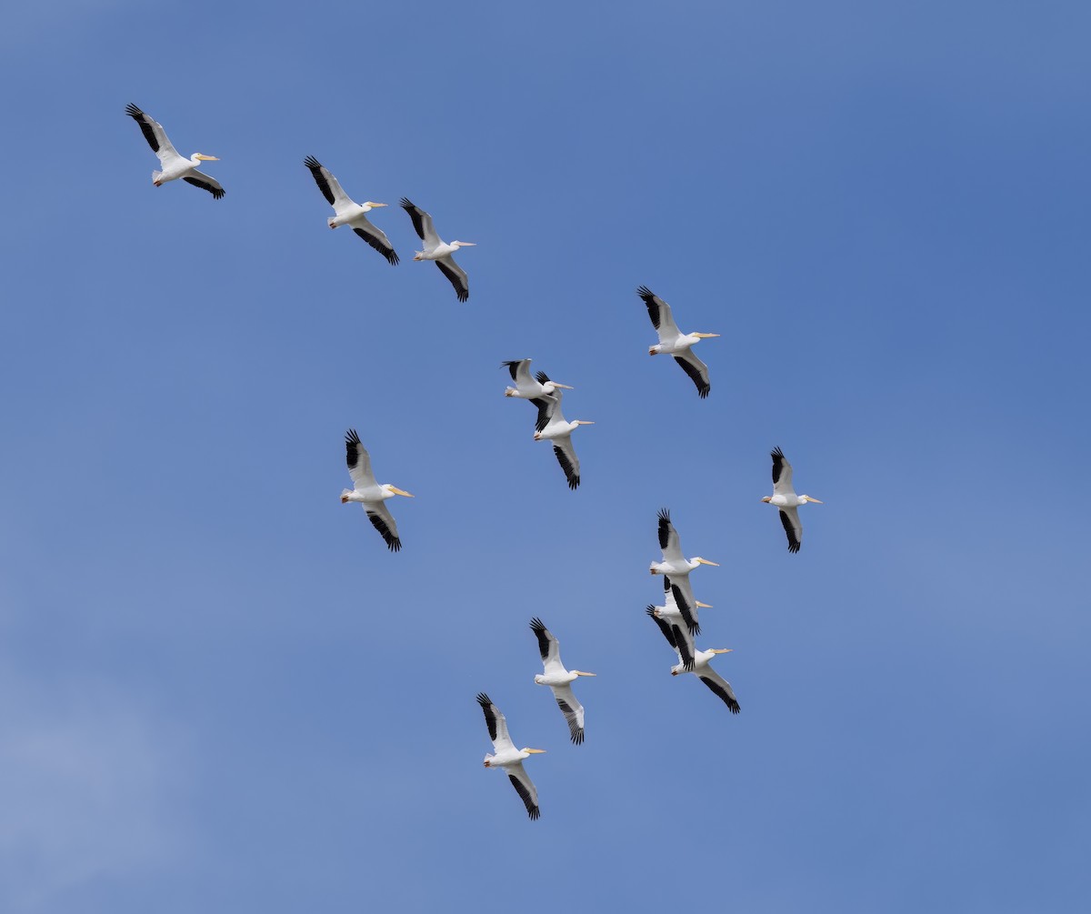 American White Pelican - ML632813859