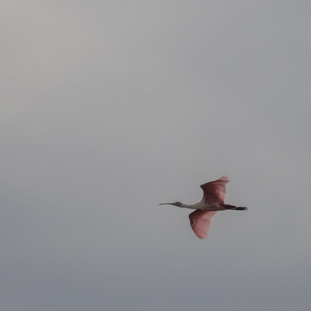 Roseate Spoonbill - ML632813861