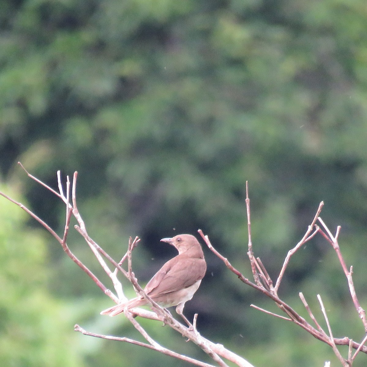 Black-billed Thrush - ML632813984
