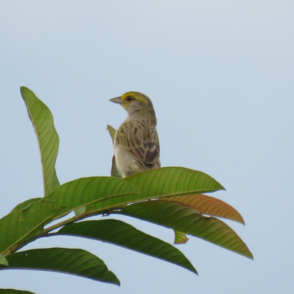 Yellow-browed Sparrow - ML632813986