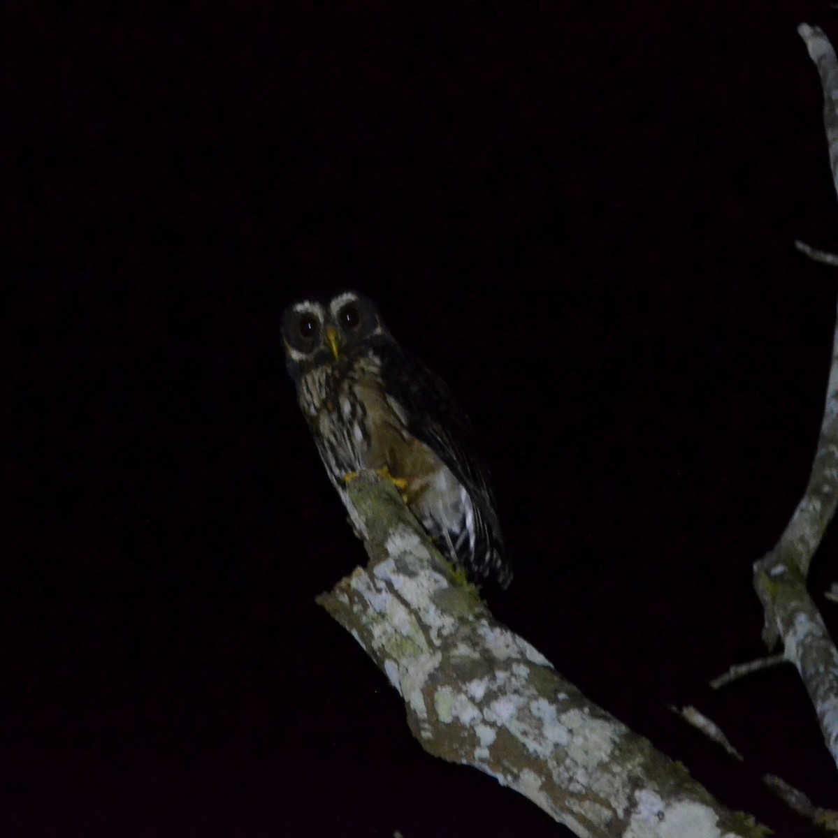 Mottled Owl - ML632814011