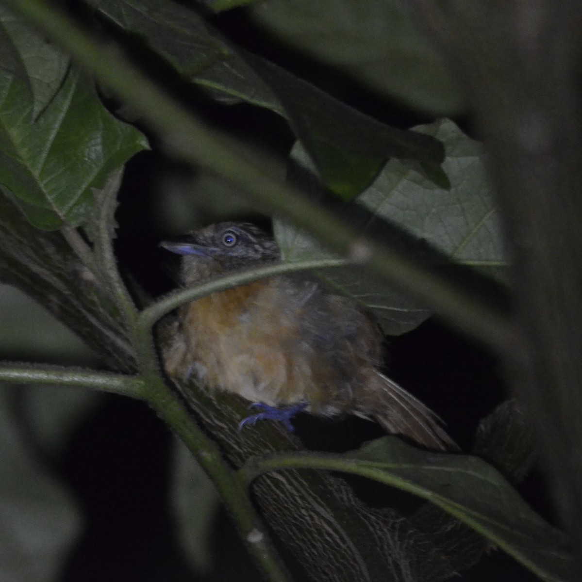 Mouse-colored Antshrike - ML632814014