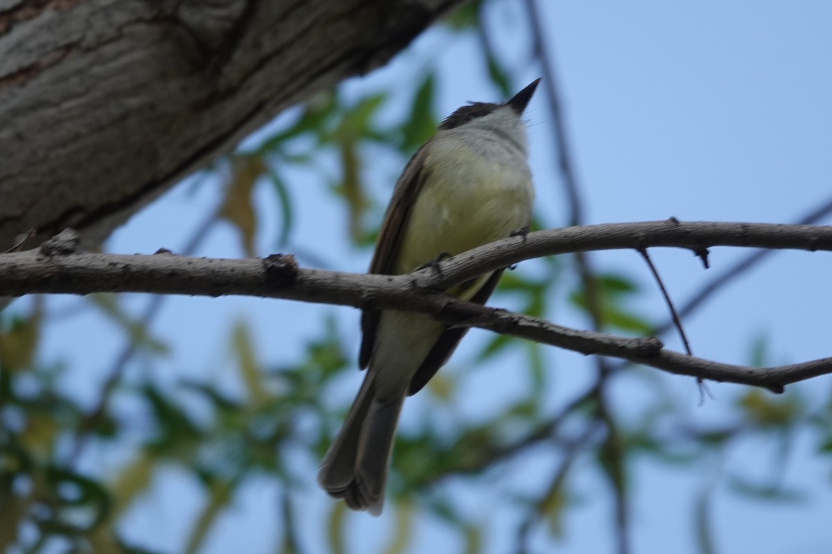 Dusky-capped Flycatcher - ML632814278