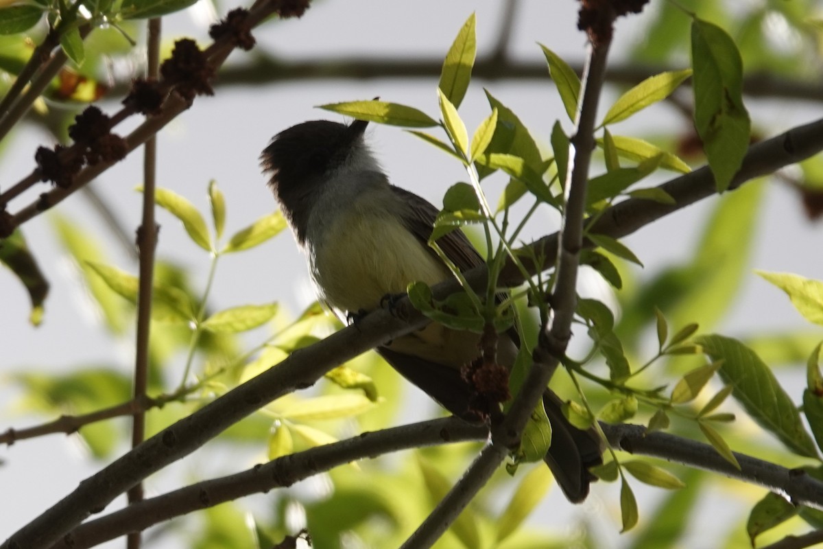 Dusky-capped Flycatcher - ML632814279