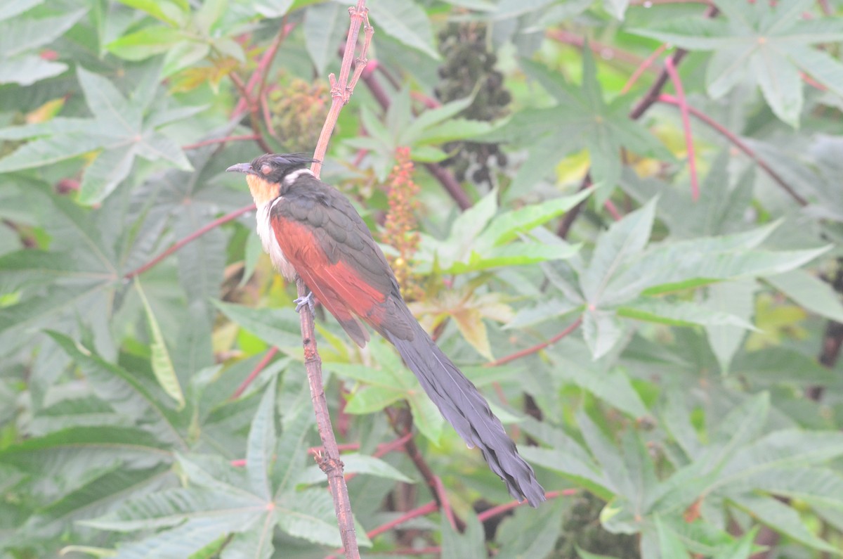 Chestnut-winged Cuckoo - ML63281431