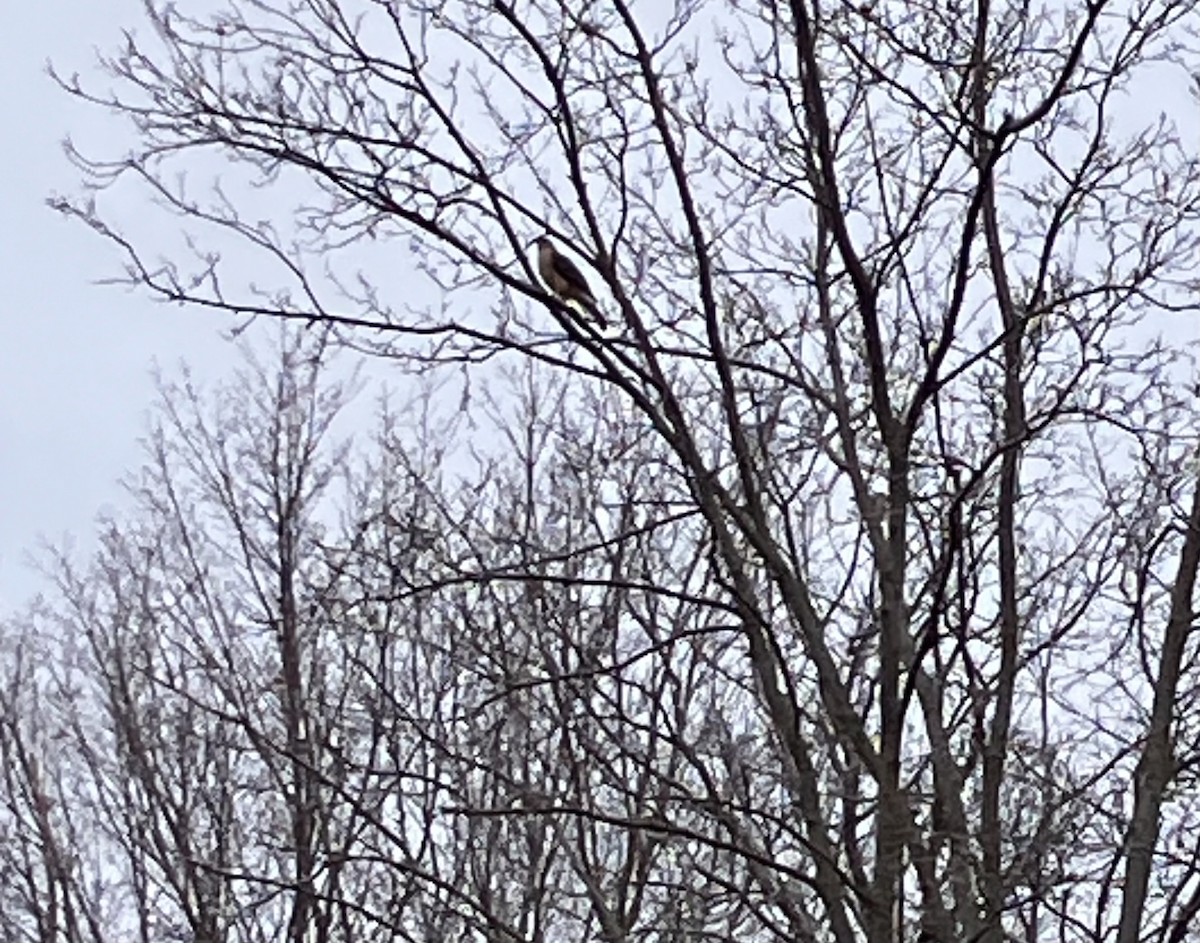 Cooper's Hawk - ML632814339