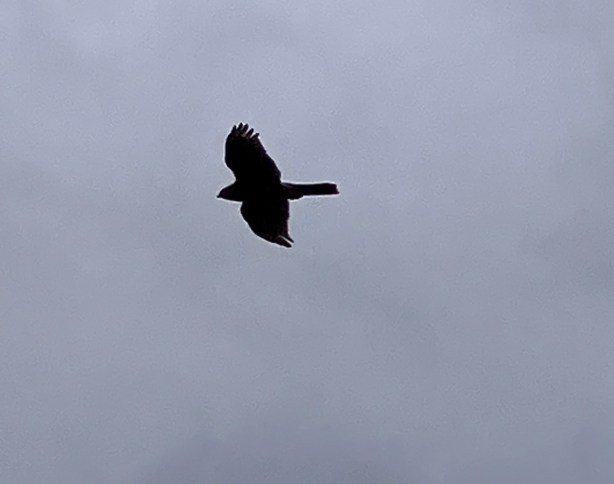 Cooper's Hawk - ML632814350