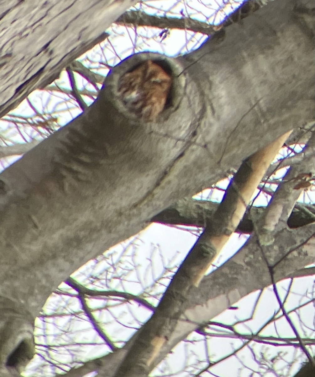 Ostkreischeule - ML632814467