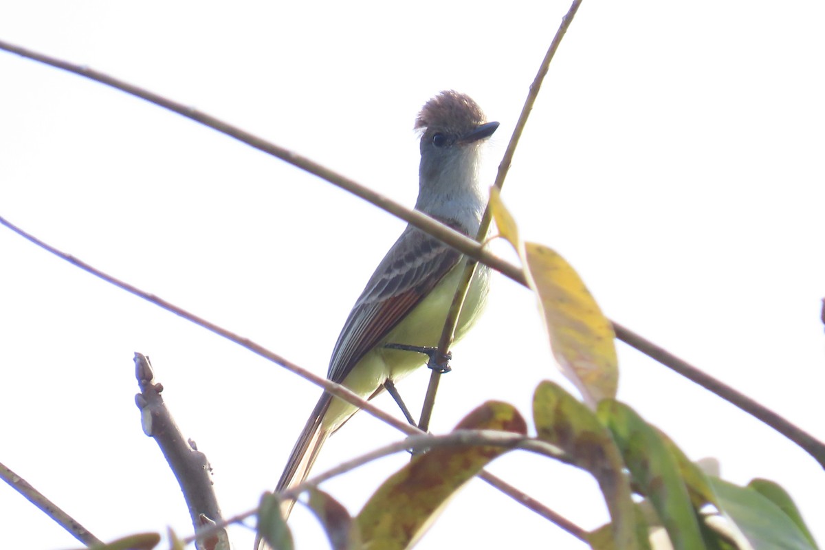Nutting's/Salvadoran Flycatcher - ML632814476