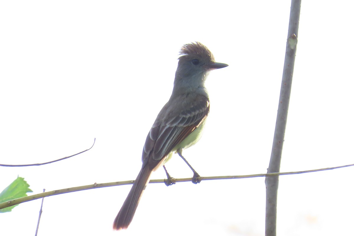 Nutting's/Salvadoran Flycatcher - ML632814477