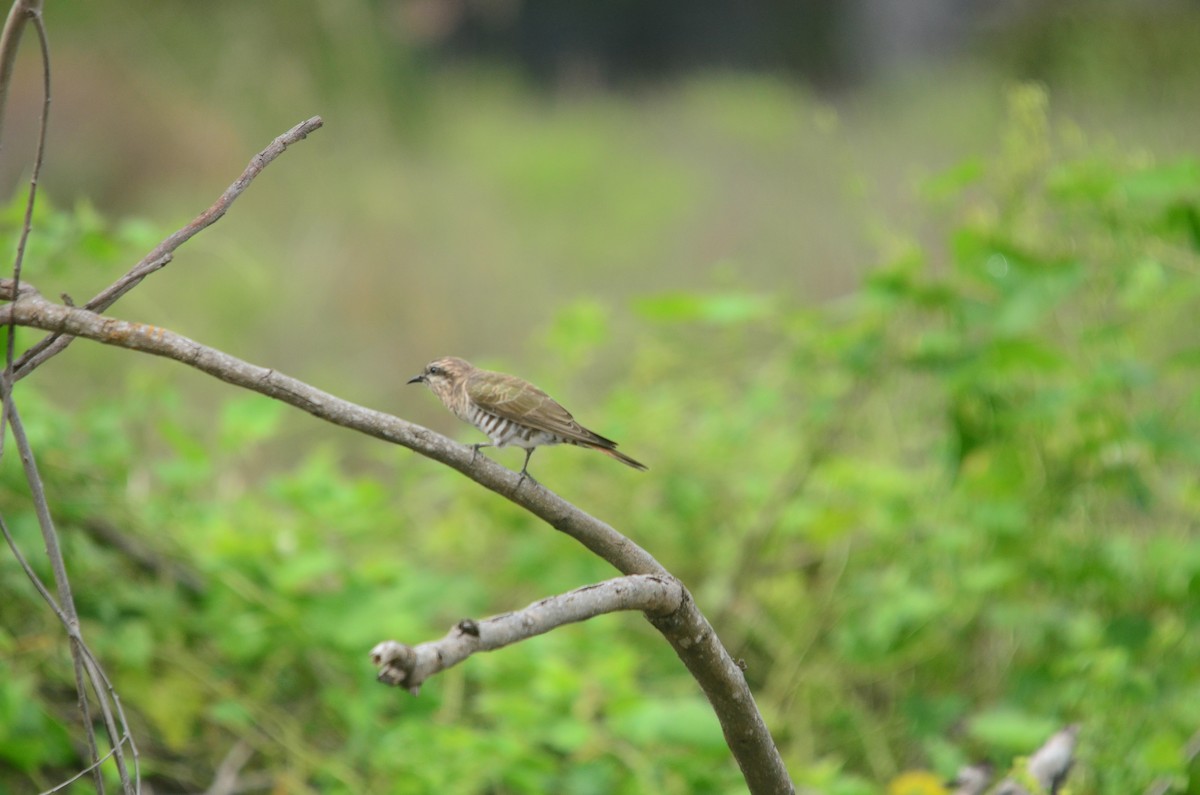 Horsfield's Bronze-Cuckoo - ML63281461