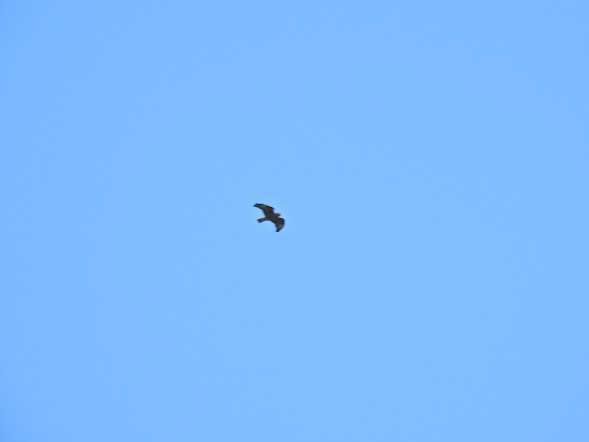 Mäusebussard - ML632814704