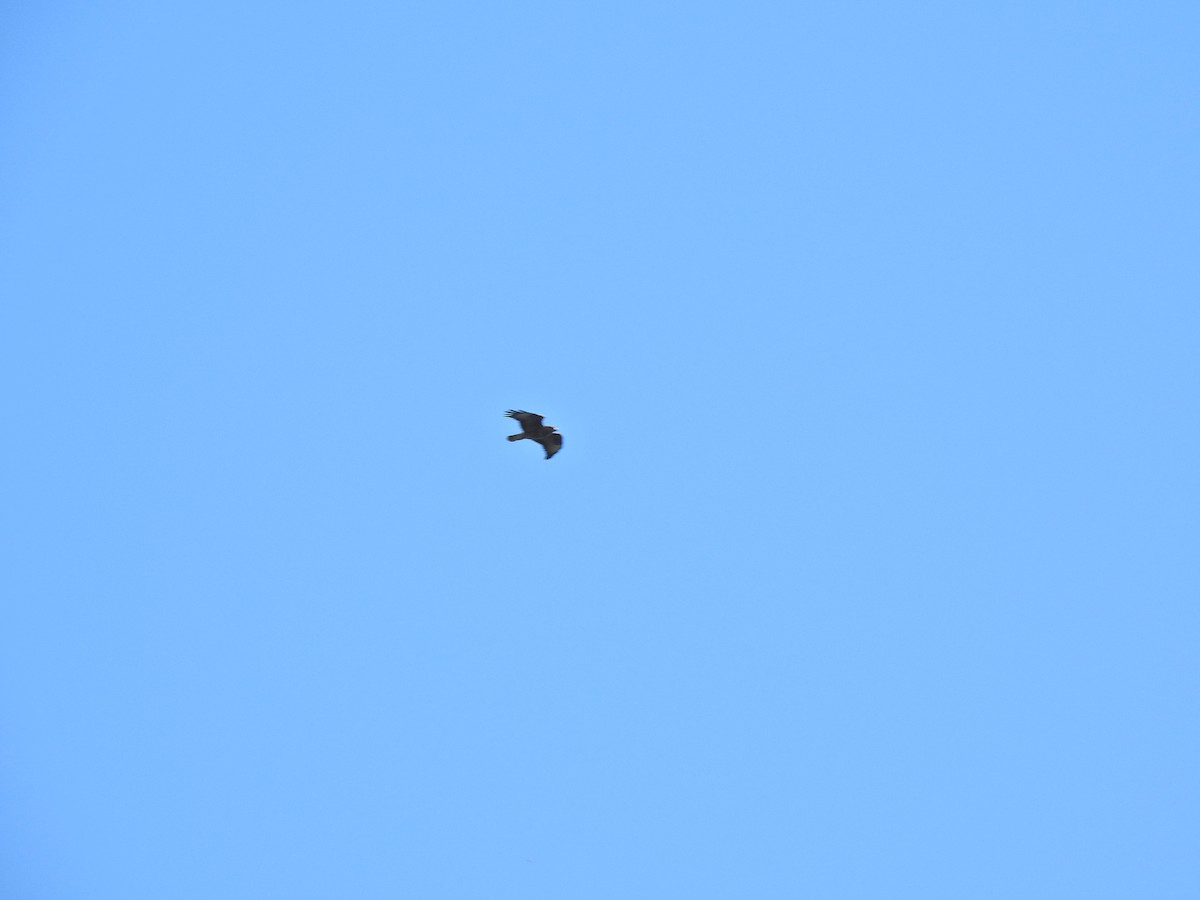Mäusebussard - ML632814705