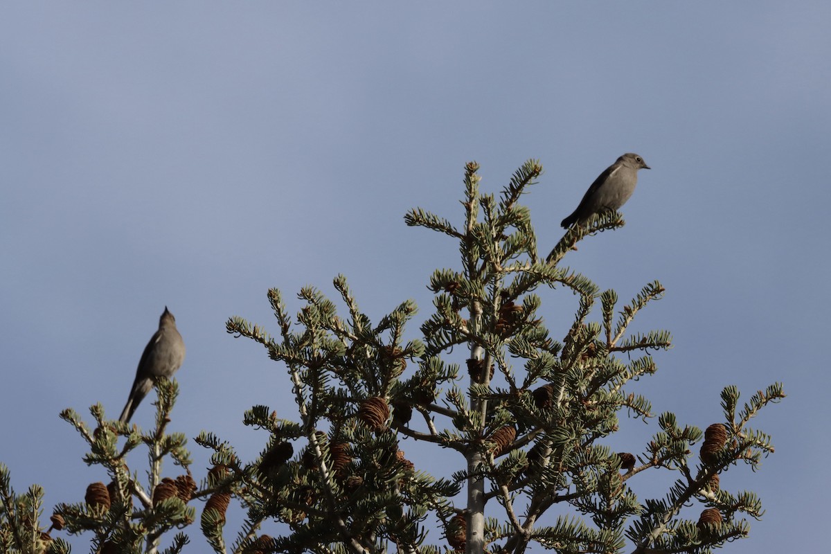 Townsend's Solitaire - ML632814730