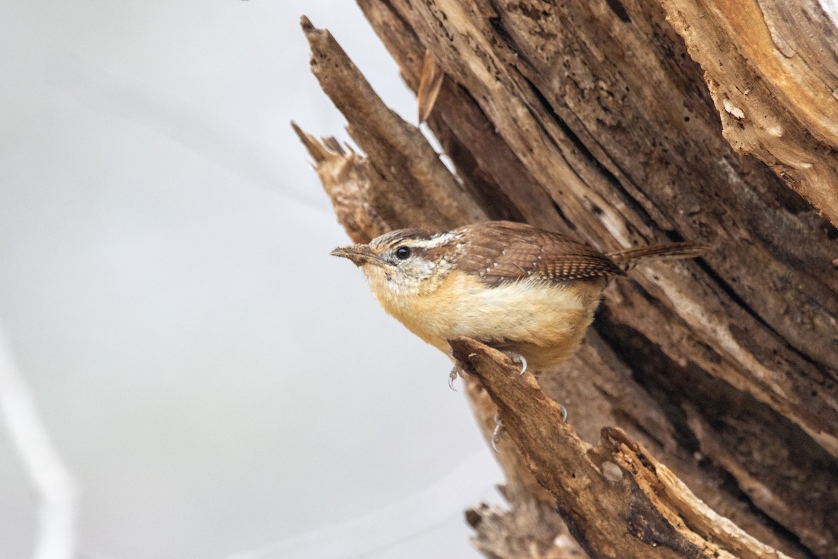 Carolina Wren - ML632814929