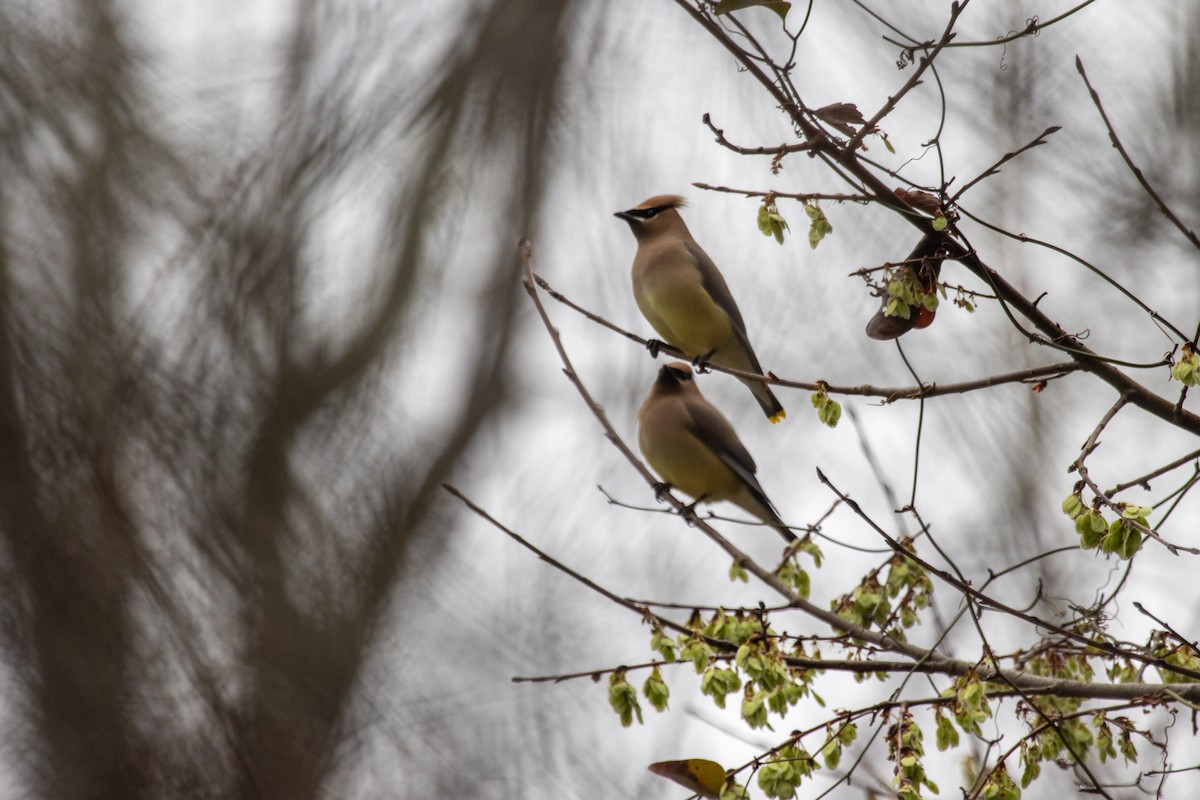 Cedar Waxwing - ML632815026