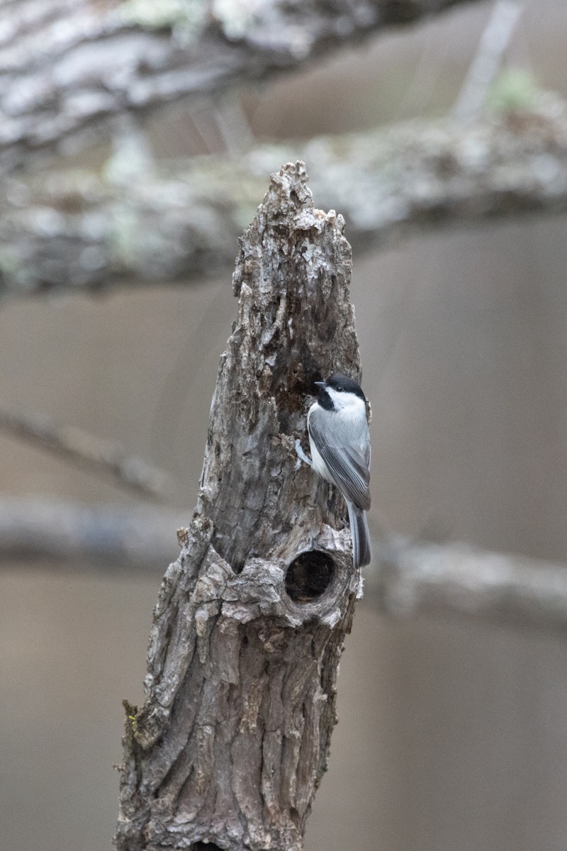 sýkora karolínská - ML632815044