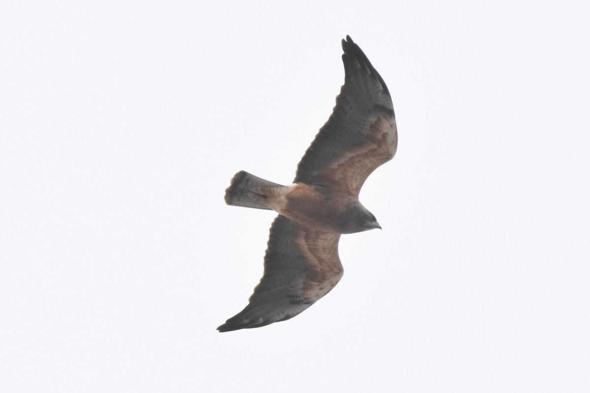 Buse de Swainson - ML632815133