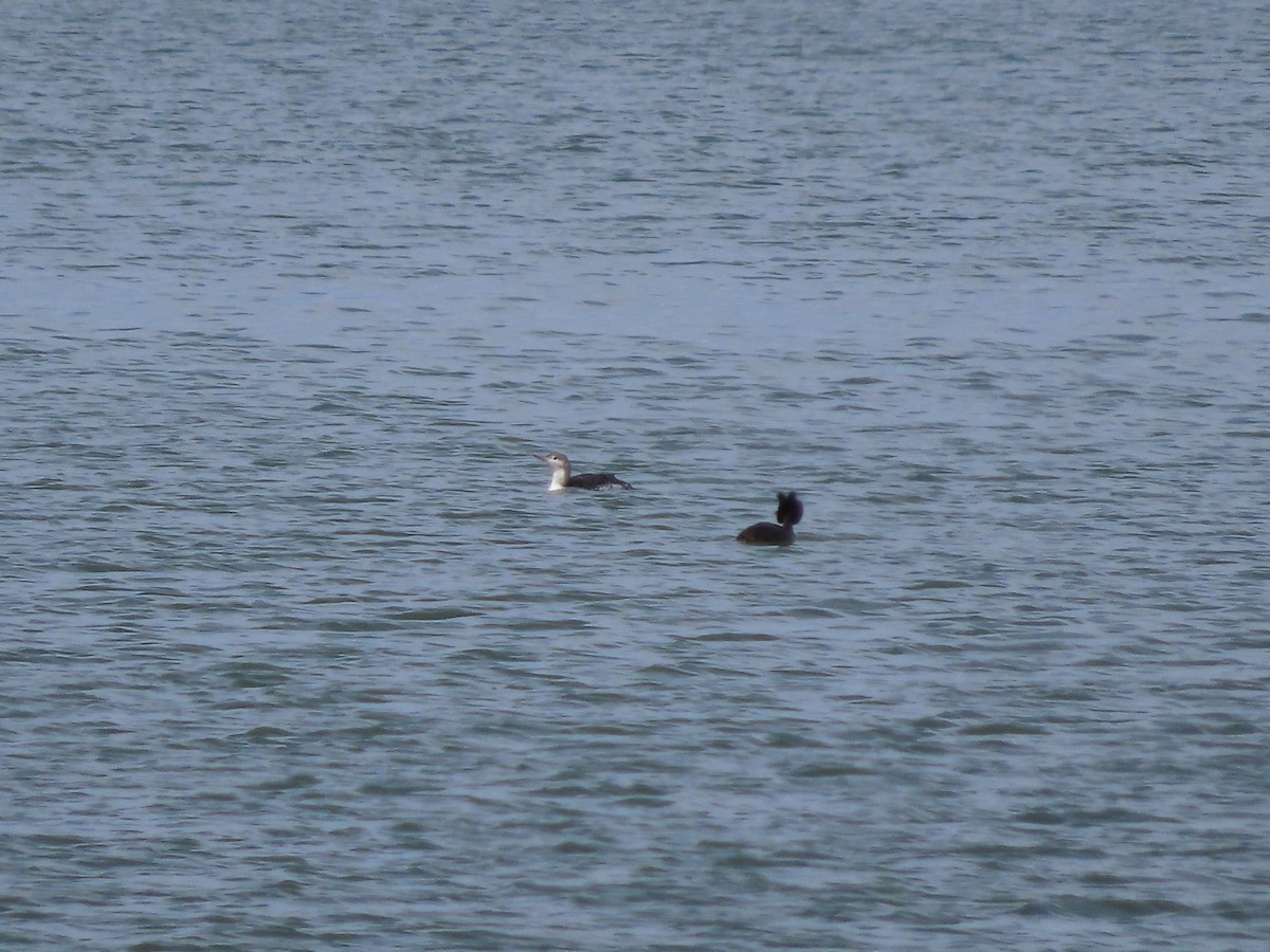 Plongeon catmarin - ML632815417