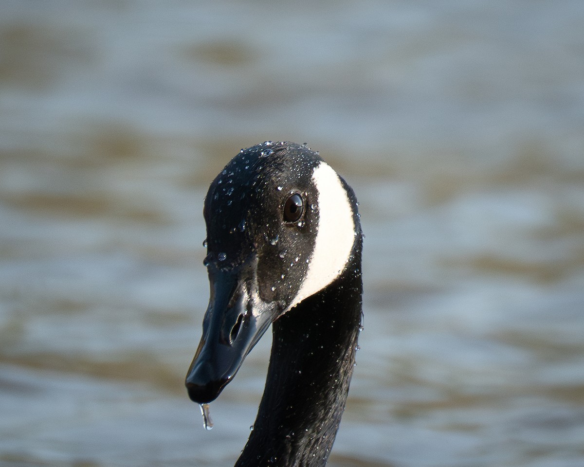 Canada Goose - ML632815435