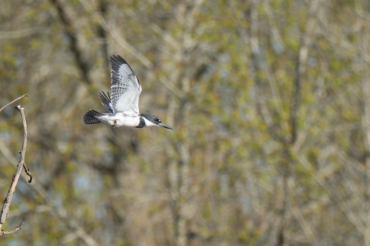 Belted Kingfisher - ML632815443