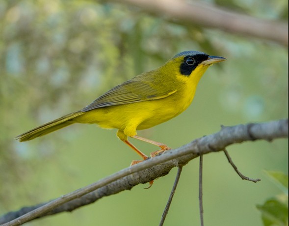 Masked Yellowthroat - ML632815666