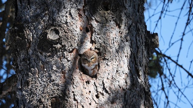 Northern Saw-whet Owl - ML632815682