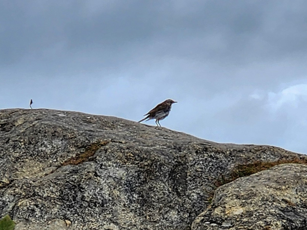 New Zealand Pipit - ML632815731