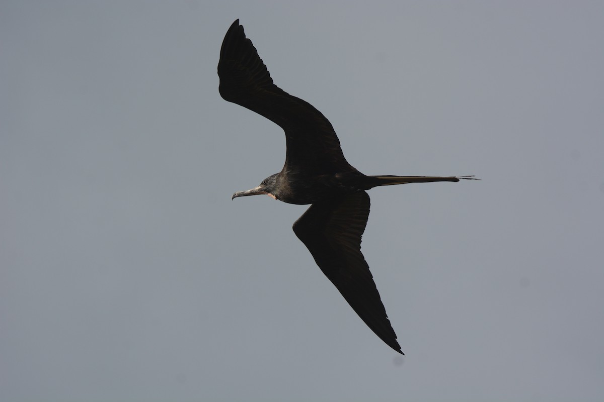 Magnificent Frigatebird - Will Anderson