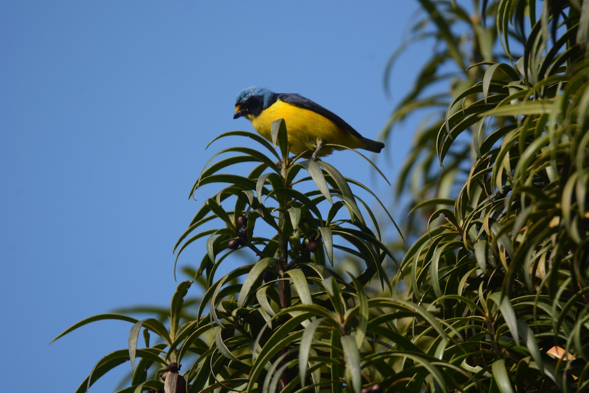 Puerto Rican Euphonia - ML632815889