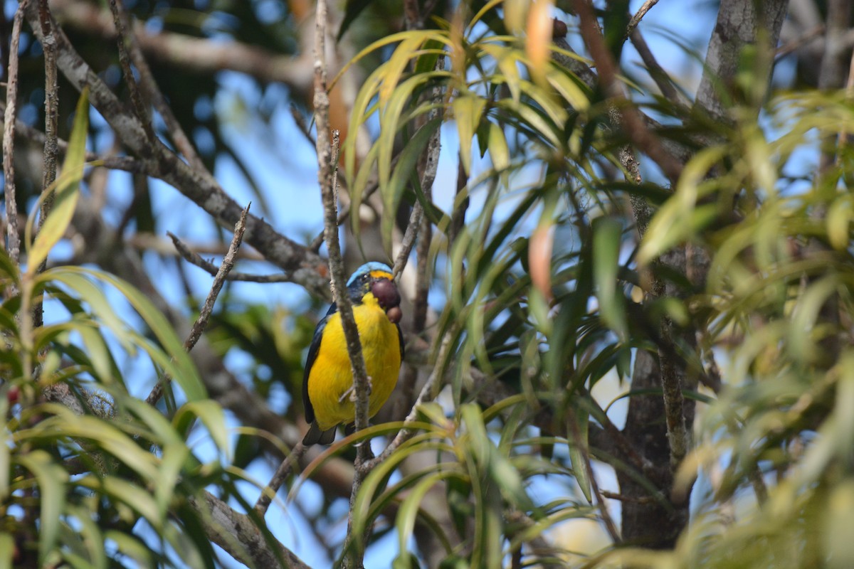 Puerto Rican Euphonia - ML632815893