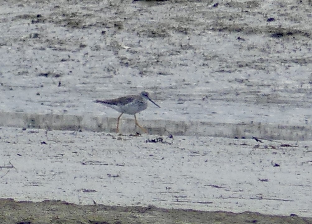 Greater Yellowlegs - Sister Lynn Caton