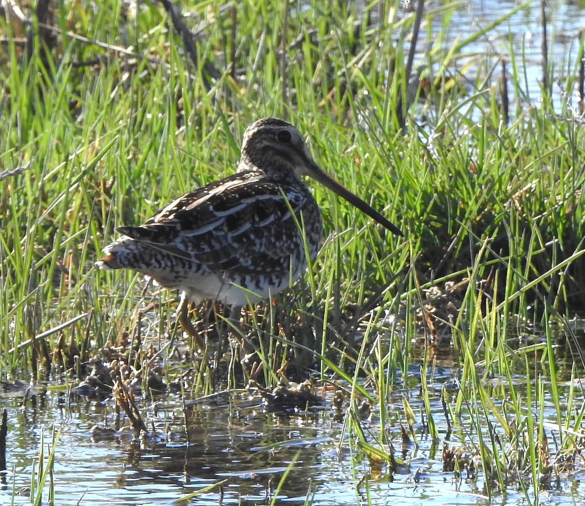 kanadabekkasin - ML632815923