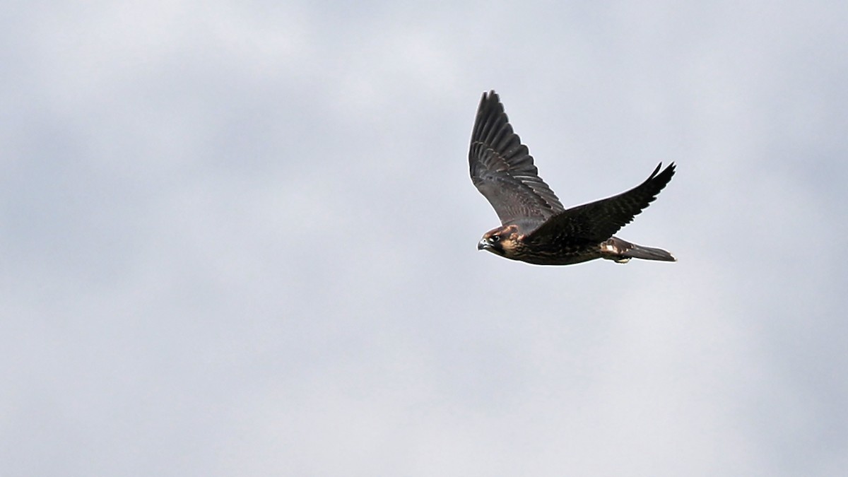 Peregrine Falcon - ML63281621