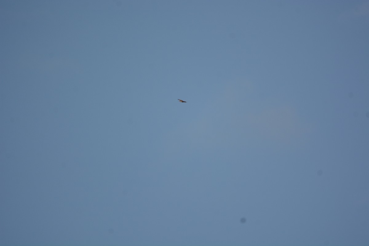 Red-tailed Hawk (jamaicensis) - ML632816254