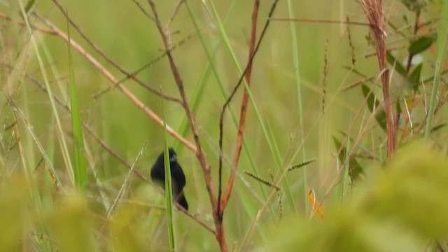 Blue-black Grassquit - ML632816353