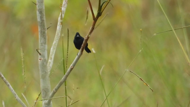 Blue-black Grassquit - ML632816360