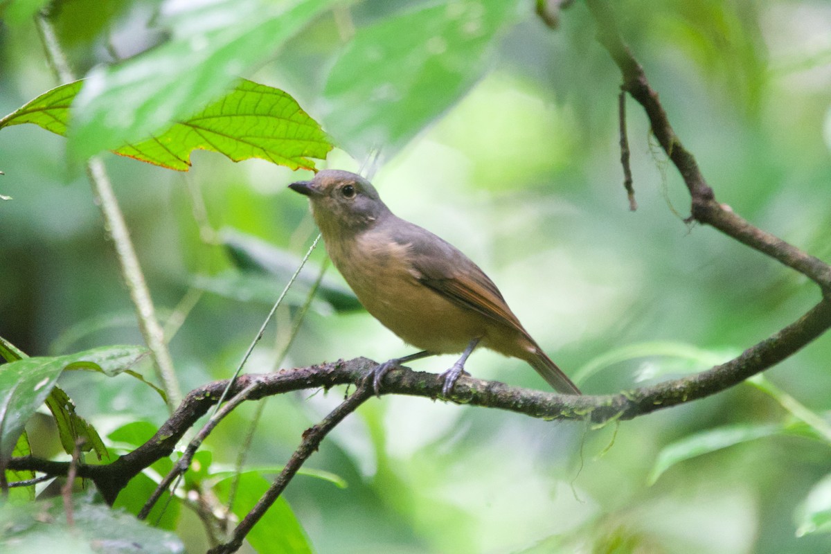 Bower's Shrikethrush - ML632816459