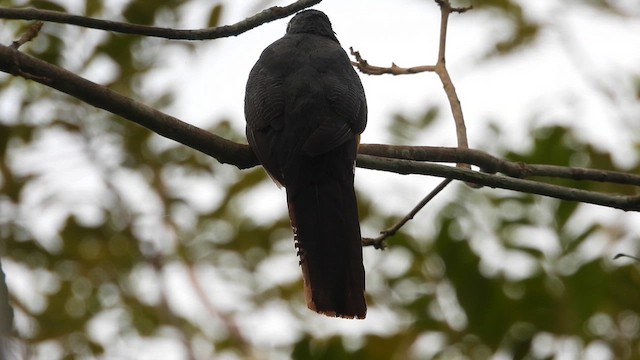 Trogon à queue blanche - ML632816577