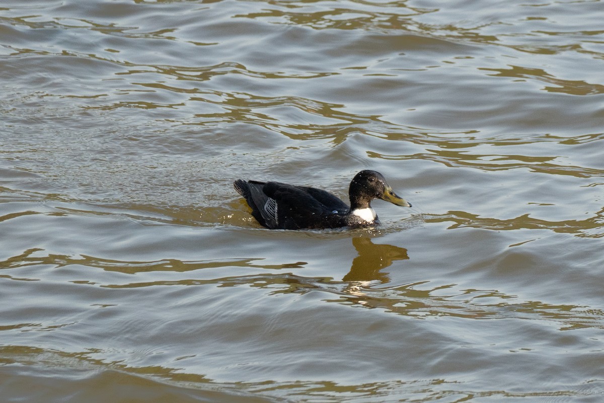 Mallard - ML632816869