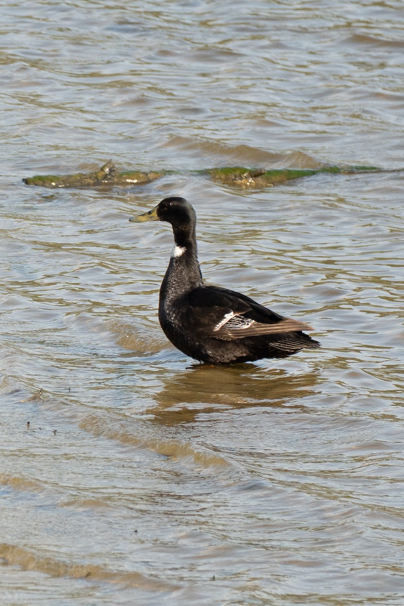 Mallard - ML632816871
