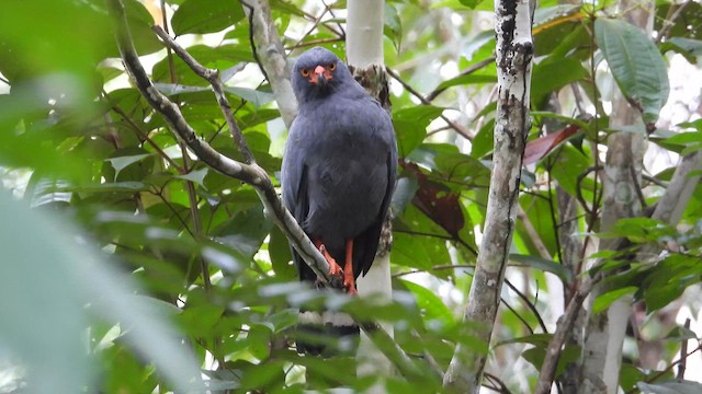 Slate-colored Hawk - ML632816877