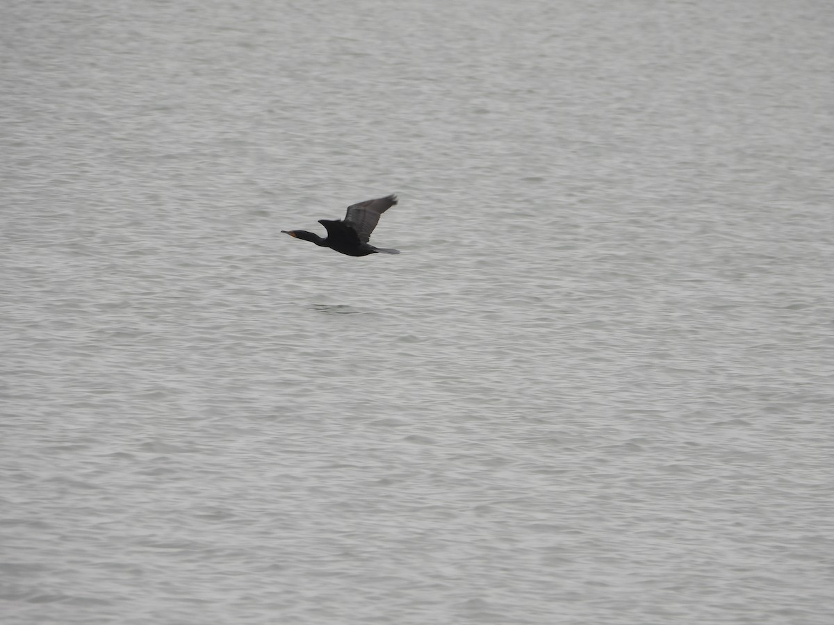 Double-crested Cormorant - ML632816926