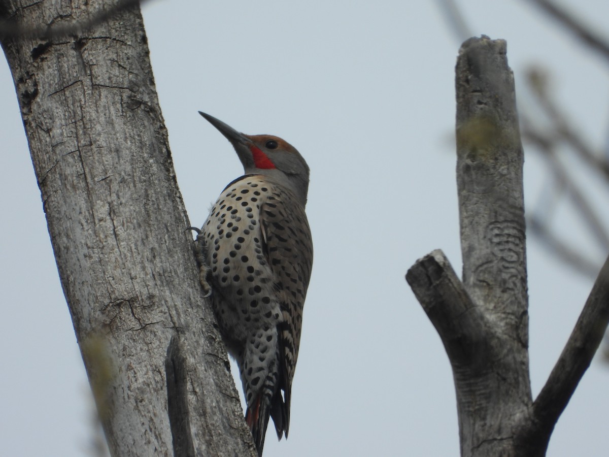Northern Flicker (Red-shafted) - ML632816962