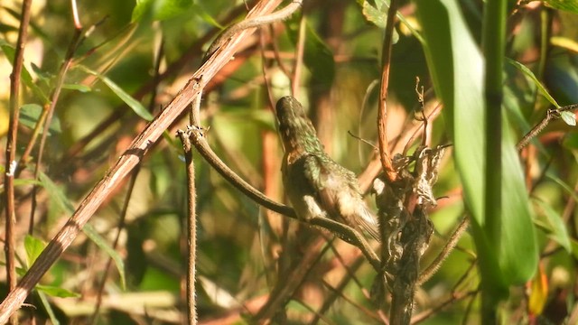 Rufous-breasted Hermit - ML632817182