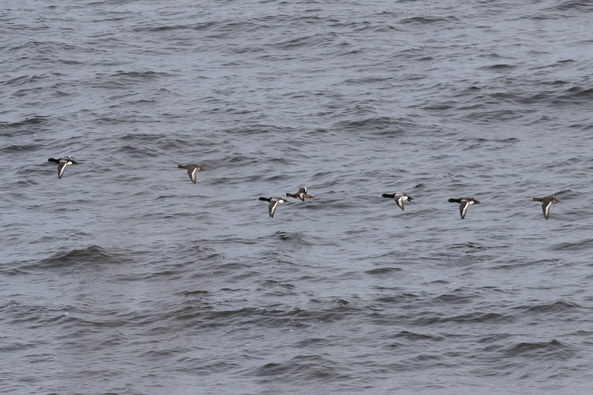 Greater Scaup - ML632817263