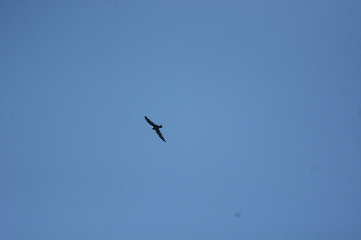 Black Swift - ML632817374