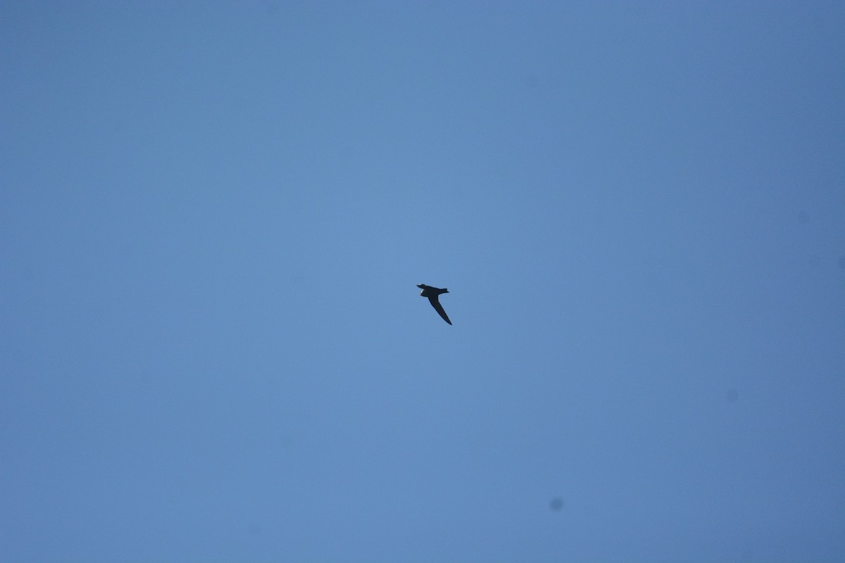 Black Swift - ML632817378