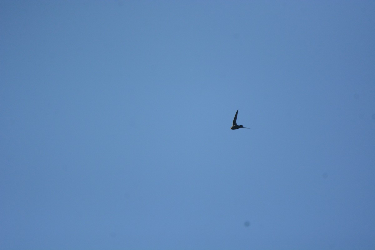 Black Swift - ML632817379