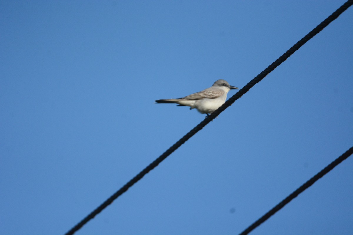 Gray Kingbird - ML632817423